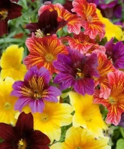 500+ EZ ANNUAL FLOWER SEED MIX | (Salpiglosis grandiflora) Bulk Paisley Flowers!
