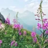 500+ Fireweed Seeds | Rosebay | Perennial Medicinal Herb Flower BULK