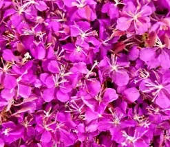 500+ Fireweed Seeds | Rosebay | Perennial Medicinal Herb Flower BULK