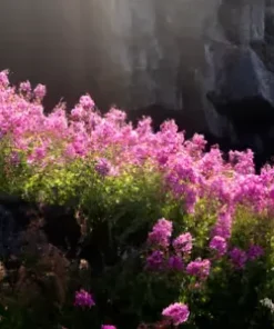 500+ Fireweed Seeds | Rosebay | Perennial Medicinal Herb Flower BULK