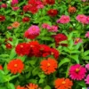 500+ Giant Dahlia Flower Seeds - California Giants Annual Mix (Zinnia elegans)