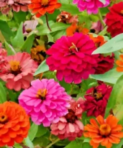 500+ Giant Dahlia Flower Seeds - California Giants Annual Mix (Zinnia elegans)
