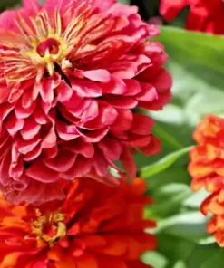 500+ Giant Dahlia Flower Seeds - California Giants Annual Mix (Zinnia elegans)