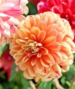 500+ Giant Dahlia Flower Seeds - California Giants Annual Mix (Zinnia elegans)