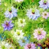 500+ Love in a Mist Annual Flower Seeds - Persian Jewels Mix (Nigella damascena)