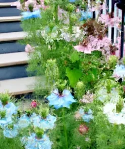 500+ Love in a Mist Annual Flower Seeds - Persian Jewels Mix (Nigella damascena)