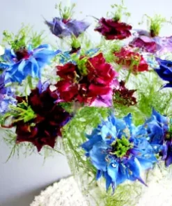 500+ Love in a Mist Annual Flower Seeds - Persian Jewels Mix (Nigella damascena)