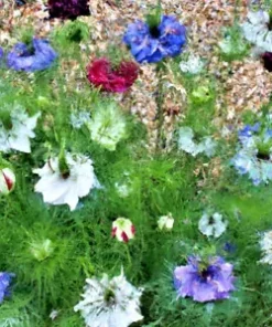 500+ Love in a Mist Annual Flower Seeds - Persian Jewels Mix (Nigella damascena)