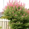 500+ Pink Spiraea Seeds (S. tomentosa) | Hardy Flowering Shrub,
