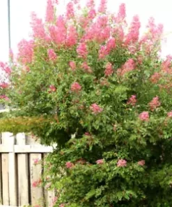 500+ Pink Spiraea Seeds (S. tomentosa) | Hardy Flowering Shrub,