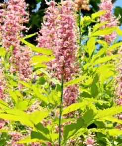 500+ Pink Spiraea Seeds (S. tomentosa) | Hardy Flowering Shrub,