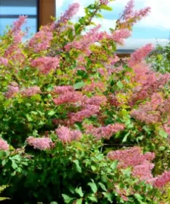 500+ Pink Spiraea Seeds (S. tomentosa) | Hardy Flowering Shrub,