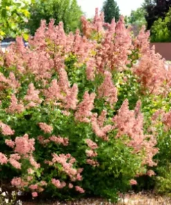 500+ Pink Spiraea Seeds (S. tomentosa) | Hardy Flowering Shrub,