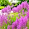 500 Purple Love Grass Seeds (E. spectablis) | Ornamental Flowering Lovegrass