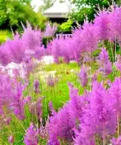 500 Purple Love Grass Seeds (E. spectablis) | Ornamental Flowering Lovegrass