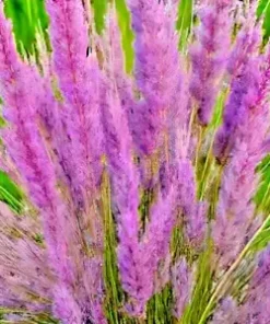 500 Purple Love Grass Seeds (E. spectablis) | Ornamental Flowering Lovegrass