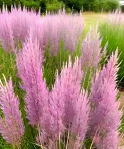 500 Purple Love Grass Seeds (E. spectablis) | Ornamental Flowering Lovegrass