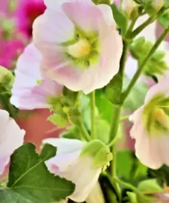 500+ Rose Mallow Seed Mixed Colors (Lavatera trimestris) Bulk Flower Seeds