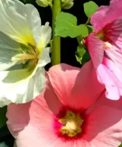 500+ Rose Mallow Seed Mixed Colors (Lavatera trimestris) Bulk Flower Seeds
