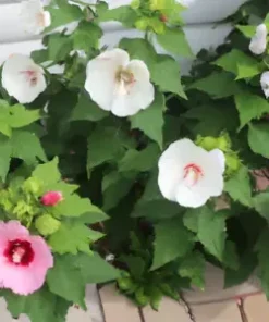 500+ Rose Mallow Seed Mixed Colors (Lavatera trimestris) Bulk Flower Seeds