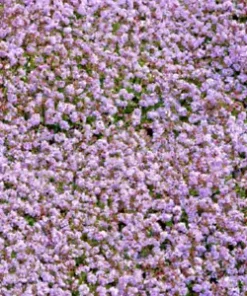 5000 Creeping Thyme Seeds: Perennial Herb & Purple Groundcover