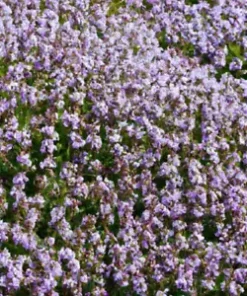 5000 Creeping Thyme Seeds: Perennial Herb & Purple Groundcover