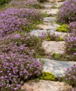 5000 Creeping Thyme Seeds: Perennial Herb & Purple Groundcover