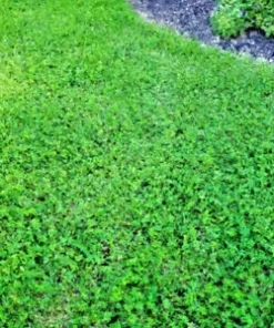 5000+ Micro Clover Seeds