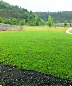 5000+ Micro Clover Seeds