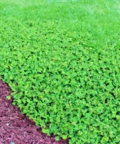 5000+ Micro Clover Seeds