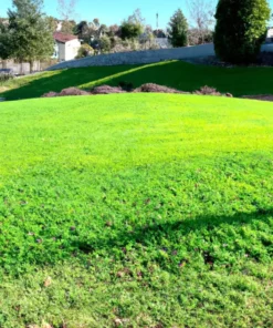 5000+ Micro Clover Seeds - Grass Seeds For Lawn