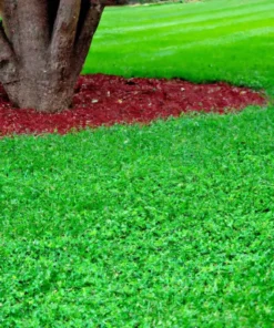 5000+ Micro Clover Seeds - Grass Seeds For Lawn