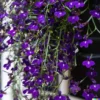 600+ Purple Trailing Lobelia Flower Seeds | Ground Cover, Basket,