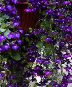 600+ Purple Trailing Lobelia Flower Seeds | Ground Cover, Basket,