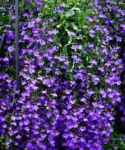 600+ Purple Trailing Lobelia Flower Seeds | Ground Cover, Basket,