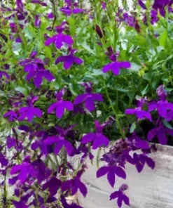 600+ Purple Trailing Lobelia Flower Seeds | Ground Cover, Basket,