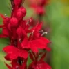 600+ Red Wildflower Seeds, Tall, Bulk Lobelia Cardinal Flower, USA