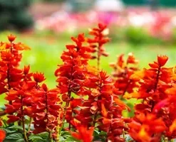 600+ Red Wildflower Seeds, Tall, Bulk Lobelia Cardinal Flower, USA