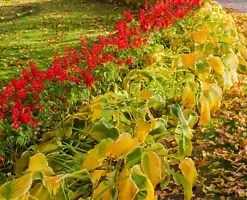 600+ Red Wildflower Seeds, Tall, Bulk Lobelia Cardinal Flower, USA