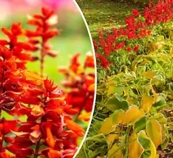 600+ Red Wildflower Seeds, Tall, Bulk Lobelia Cardinal Flower, USA