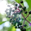 80 Black Elderberry Seeds (Sambucus canadensis) Tree Shrub Fruit Berry