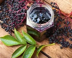 80 Black Elderberry Seeds (Sambucus canadensis) Tree Shrub Fruit Berry