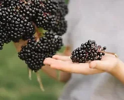 80 Black Elderberry Seeds (Sambucus canadensis) Tree Shrub Fruit Berry