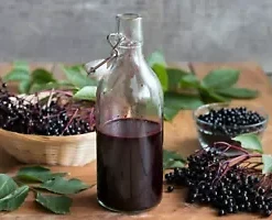 80 European Black Elderberry Seeds (Sambucus nigra), MEDICINAL TREE,