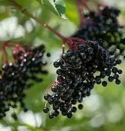 80 European Black Elderberry Seeds (Sambucus nigra), MEDICINAL TREE,