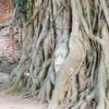 80+ Medicinal Ficus Religiosa Seeds: Budha Peepal, Sacred Fig, A Meditation Tree