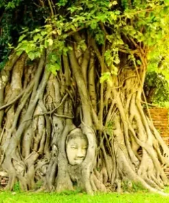80+ Medicinal Ficus Religiosa Seeds: Budha Peepal, Sacred Fig, A Meditation Tree