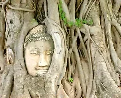 80+ Medicinal Ficus Religiosa Seeds: Budha Peepal, Sacred Fig, A Meditation Tree