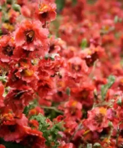 80+ Monroe's Globemallow Seeds | Flowering Shrub, Drought Tolerant Flower Bush