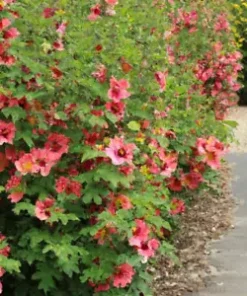 80+ Monroe's Globemallow Seeds | Flowering Shrub, Drought Tolerant Flower Bush